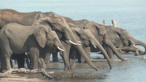 African Elephant Wildlife Footage Demo Featured Image
