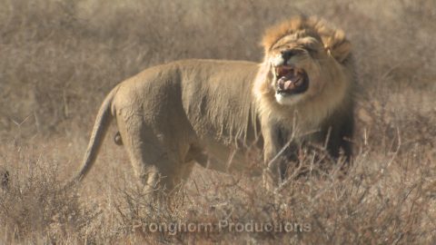 African Lion Wildlife Footage Demo Featured Image