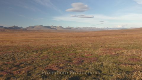 Alaska Tundra Nature Footage Featured Image