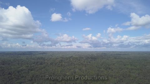 Amazon Ecuador Nature Footage Demo Featured Image