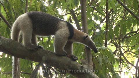 Anteater Wildlife Footage Demo Featured Image
