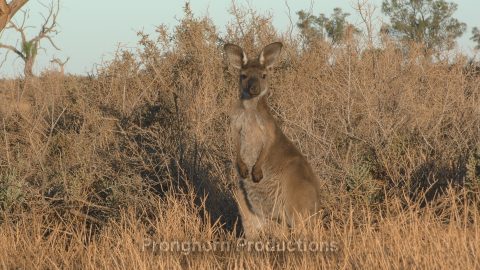Australia Outback and Mallee Nature Footage Featured Image