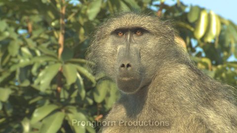 Baboon Wildlife Footage Demo Featured Image