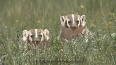Badger Wildlife Footage Demo Featured Image