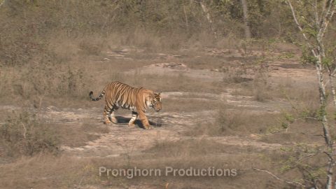 Bandhavgarh National Park India Nature Footage Featured Image