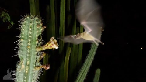 Bat and Cactus