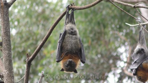 Bat Wildlife Footage Demo Featured Image