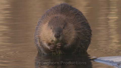 Beaver 4K Wildlife Footage Demo Featured Image