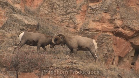 Bighorn Sheep Wildlife Footage Demo Featured Image