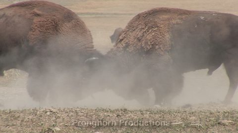 Bison HD Wildlife Footage Demo Featured Image