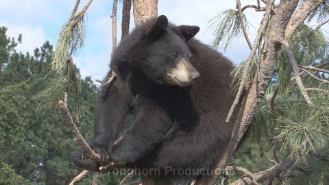 Black Bear Wildlife Footage Demo Featured Image