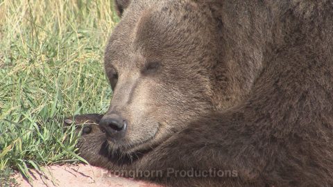 Brown Bear Wildlife Footage Demo Featured Image