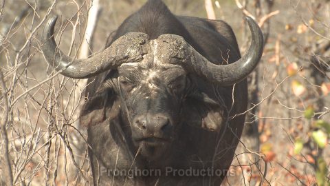 Cape Buffalo Wildlife Footage Demo Featured Image