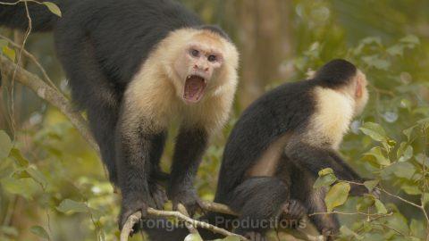 Capuchin Monkey Wildlife Demo Feature Image