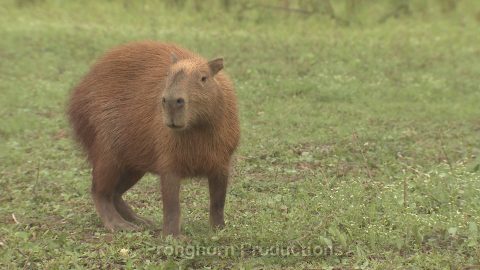 Capybara Wildlife Footage Demo Featured Image