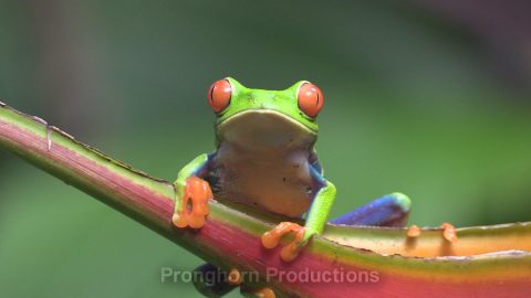 Central and South America Frog Wildlife Footage Featured Image