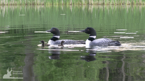 Common Loon Family