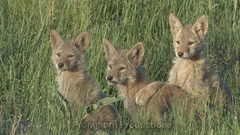 Coyote HD Wildlife Footage Demo Featured Image