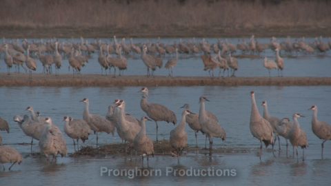 Crane Wildlife Footage Demo Featured Image