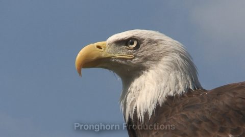 Eagle Wildlife Footage Demo Featured Image