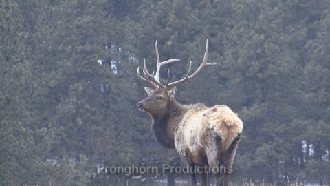 Elk HD Wildlifle Footage Demo Featured Image