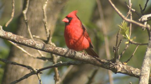Forest Songbird HD Wildlife Footage Demo Featured Image