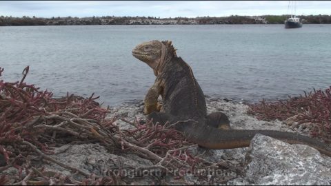 Galapagos Iguana Wildlife Footage Demo Featured Image