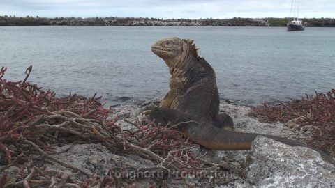 Galapagos Islands Nature Footage Demo Featured Image