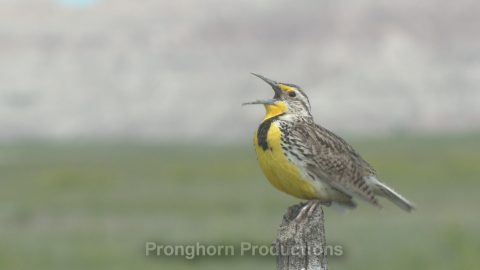 Grassland Songbird Wildlife Footage Demo Featured Image