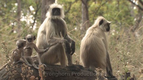 Gray Langur Monkey Wildlife Footage Demo Featured Image