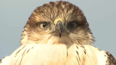 Hawk Closeup