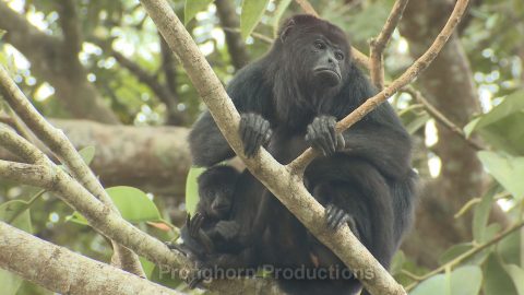 Howler Monkey HD Wildlife Footage Demo Featured Image