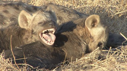 Hyena Wildlife Footage Demo Featured Image