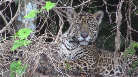 Jaguar Wildlife Footage Demo Featured Image
