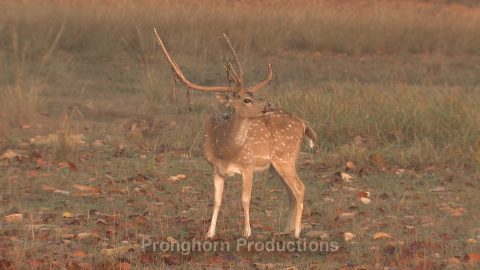 Kanha National Park Nature Footage Demo Featured Image