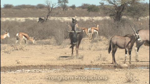 Kgalagadi National Park Kalahari Nature Footage Featured Image