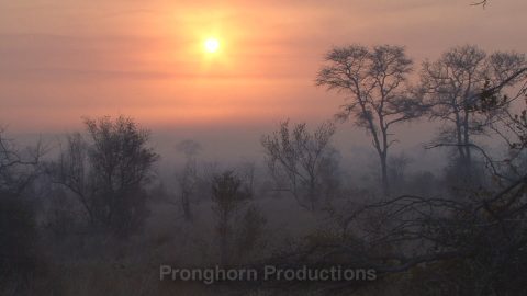 Kruger National Park Nature Footage Demo Featured Image