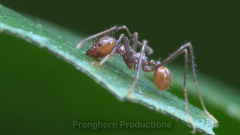 Leaf-cutter Ant Wildlife Footage Demo Featured Image
