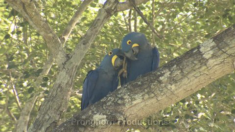 Macaw Wildlife Footage Demo Featured Image