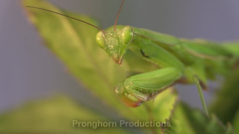 Mantis Wildlife Footage Demo Featured Image