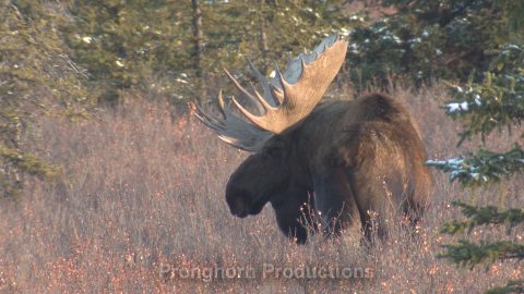 Moose HD Wildlife Footage Demo Featured Image