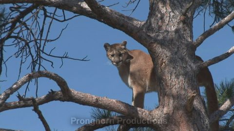 Mountain Lion Wildlife Footage Demo Featured Image