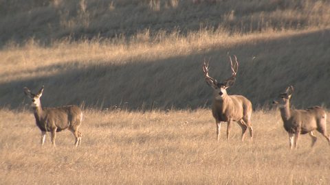 Mule Deer HD Wildlife Footage Featured Image