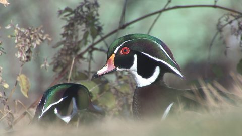 North American Duck HD Wildlife Footage Featured Image