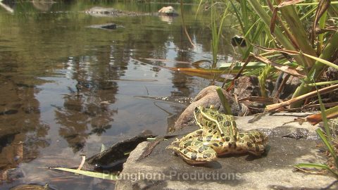 North American Frog Wildlife Footage Featured Image