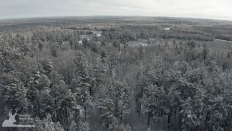 Northern Forest in Winter