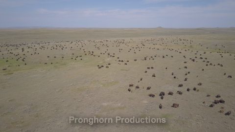 Northern Great Plains Grassland 4k Nature Footage Featured Image