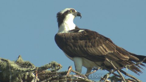Osprey Wildlife Footage Demo Featured Image