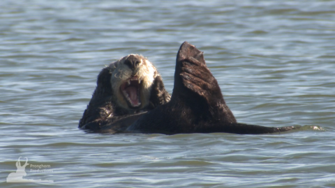 Sea Otter