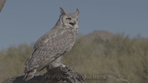Owl Wildlife Footage Demo Featured Image
